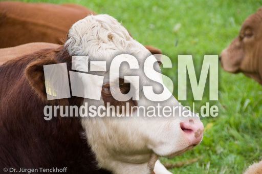 Hausrind (146 von 174).jpg